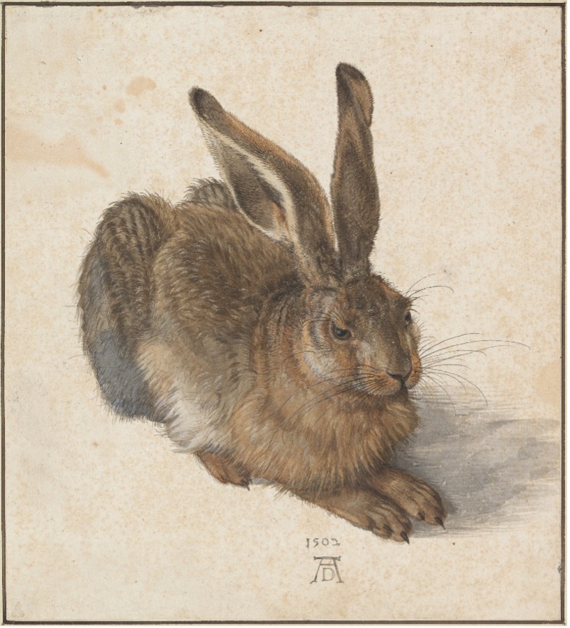 Albrecht Dürer, Genç Tavşan, 1502